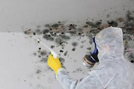 Why You Should Choose Our Mold Remediation Services in Placeholder8